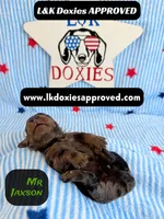 Mr Jaxson, a male Miniature Dachshund for sale in Arapahoe, CO – 7 of 10