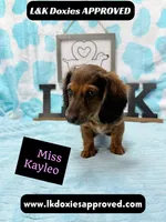 Miss Kayleo, a female Miniature Dachshund for sale in Arapahoe, CO – 5 of 10