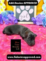 Miss Tana, a female Miniature Dachshund for sale in Arapahoe, CO – Photo 2 of 10