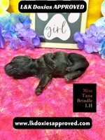 Miss Tana, a female Miniature Dachshund for sale in Arapahoe, CO – Photo 5 of 10