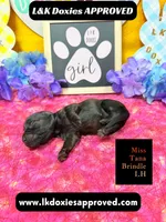 Miss Tana, a female Miniature Dachshund for sale in Arapahoe, CO – Photo 4 of 10