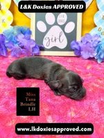 Miss Tana, a female Miniature Dachshund for sale in Arapahoe, CO – Photo 8 of 10