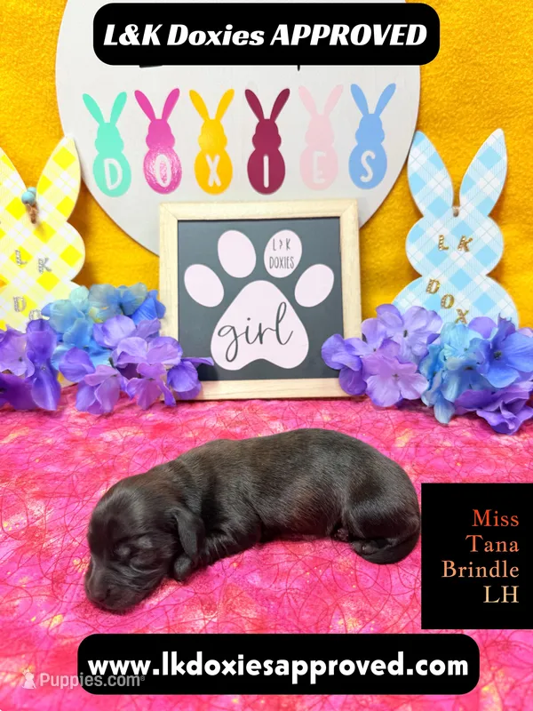 Miss Tana – Miniature Dachshund puppy for sale in Arapahoe, CO