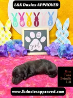Miss Tana, a female Miniature Dachshund for sale in Arapahoe, CO – Photo 1 of 10