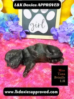 Miss Tana, a female Miniature Dachshund for sale in Arapahoe, CO – Photo 6 of 10