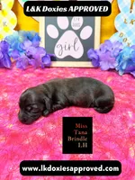 Miss Tana, a female Miniature Dachshund for sale in Arapahoe, CO – Photo 3 of 10