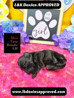 Miss Tana, a female Miniature Dachshund for sale in Arapahoe, CO – Photo 7 of 10