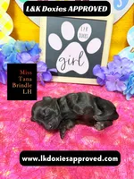 Miss Tana, a female Miniature Dachshund for sale in Arapahoe, CO – Photo 9 of 10