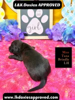 Miss Tana, a female Miniature Dachshund for sale in Arapahoe, CO – Photo 10 of 10