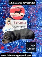 Mr Chino, a male Miniature Dachshund for sale in Arapahoe, CO – 7 of 8