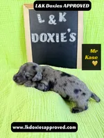 Mr Kase 785-821-1920 🩵, a male Miniature Dachshund for sale in Arapahoe, CO – 5 of 10
