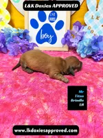 Mr Titan NO AKC, a male Miniature Dachshund for sale in Arapahoe, CO – Photo 5 of 10