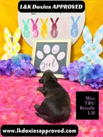 Mr Titan NO AKC, a male Miniature Dachshund for sale in Arapahoe, CO – Photo 1 of 10