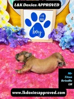 Mr Titan NO AKC, a male Miniature Dachshund for sale in Arapahoe, CO – Photo 2 of 10