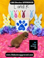 Mr Titan NO AKC, a male Miniature Dachshund for sale in Arapahoe, CO – Photo 9 of 10