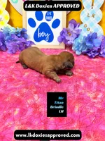 Mr Titan NO AKC, a male Miniature Dachshund for sale in Arapahoe, CO – Photo 8 of 10