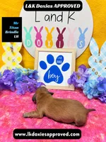 Mr Titan NO AKC, a male Miniature Dachshund for sale in Arapahoe, CO – Photo 3 of 10