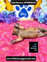 Mr Titan NO AKC, a male Miniature Dachshund for sale in Arapahoe, CO – Photo 7 of 10