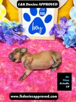 Mr Titan NO AKC, a male Miniature Dachshund for sale in Arapahoe, CO – Photo 6 of 10