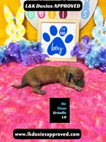 Mr Titan NO AKC, a male Miniature Dachshund for sale in Arapahoe, CO – Photo 10 of 10