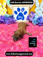 Mr Titan NO AKC, a male Miniature Dachshund for sale in Arapahoe, CO – Photo 4 of 10