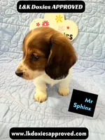 Mr Sphynx 795-821-1920 LH, a male Miniature Dachshund for sale in Arapahoe, CO – 5 of 10