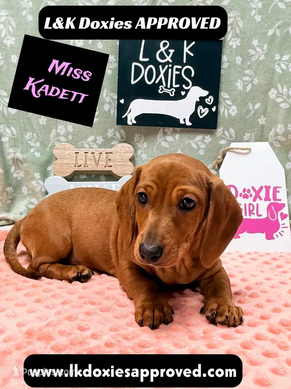 Miss Kadett 785-821-1920 – Miniature Dachshund puppy for sale in Arapahoe, CO