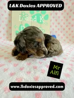 Mr Alfie 795-821-1920, a male Miniature Dachshund for sale in Arapahoe, CO – 1 of 9