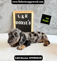 Mr Koda  785-821-1920 SH, a male Miniature Dachshund for sale in Arapahoe, CO – 2 of 10