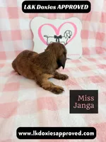 Miss Janga, a female Miniature Dachshund for sale in Arapahoe, CO – 2 of 10
