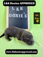 Mr. Kip 785-821-1920, a male Miniature Dachshund for sale in Arapahoe, CO – 4 of 10