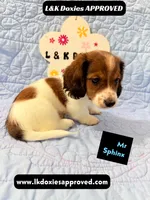 Mr Sphynx 795-821-1920 LH, a male Miniature Dachshund for sale in Arapahoe, CO – 10 of 10