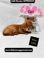 Miss Jaffa , a female Miniature Dachshund for sale in Arapahoe, CO – 10 of 10