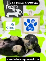 Mr Chino LH , a male Miniature Dachshund for sale in Arapahoe, CO – 9 of 10