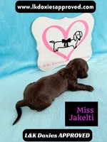 Miss Jakelti ❤️, a female Miniature Dachshund for sale in Arapahoe, CO – 7 of 10