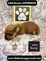 Miss Gerdi SH NO Dapple genes, a female Miniature Dachshund for sale in Arapahoe, CO – 3 of 10