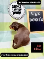 Mr Elon No Merle Genes SH, a male Miniature Dachshund for sale in Arapahoe, CO – 4 of 10