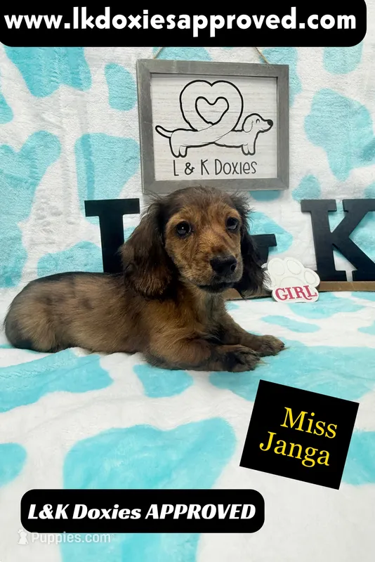 Miss Janga LH – Miniature Dachshund puppy for sale in Arapahoe, CO