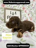 Miss Kaycee 785-821-1920, a female Miniature Dachshund for sale in Arapahoe, CO – 9 of 10