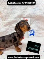 Mr Jenson 💙, a male Miniature Dachshund for sale in Arapahoe, CO – 5 of 10