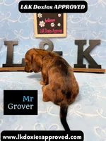 Mr Grover Dapple 💙, a male Miniature Dachshund for sale in Arapahoe, CO – 9 of 10
