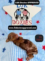 Me Jager, a male Miniature Dachshund for sale in Arapahoe, CO – 4 of 9