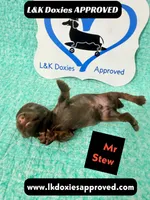 Mr Stew 785-821-1920, a male Miniature Dachshund for sale in Arapahoe, CO – 9 of 10