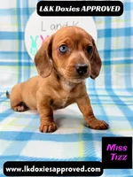 Miss Tizz, a female Miniature Dachshund for sale in Arapahoe, CO – 3 of 10
