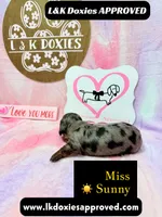 Miss Sunny ☀️ Dapple, a female Miniature Dachshund for sale in Arapahoe, CO – 4 of 10