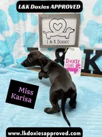 Miss Karissa, a female Miniature Dachshund for sale in Arapahoe, CO – 9 of 10