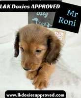Mr Roni 785-821-1920, a male Miniature Dachshund for sale in Arapahoe, CO – 8 of 10