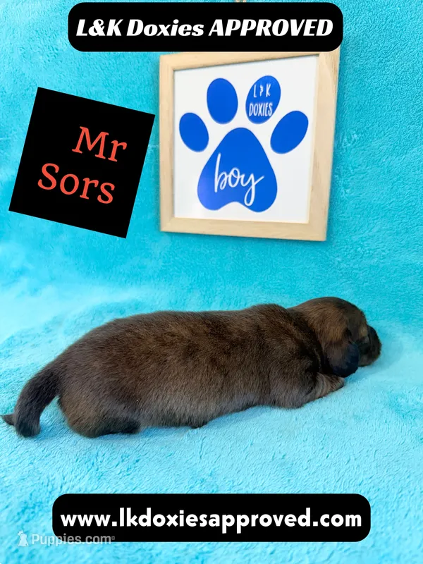 Mr Sors 785-821–1920 LH  – Miniature Dachshund puppy for sale in Arapahoe, CO