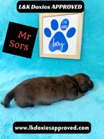 Mr Sors 785-821–1920 LH , a male Miniature Dachshund for sale in Arapahoe, CO – 1 of 10
