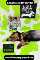 Mr Fonzy 785-821-1920, a male Miniature Dachshund for sale in Arapahoe, CO – 9 of 10